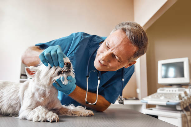 Best Emergency Root Canal Therapy in Montoursville, PA